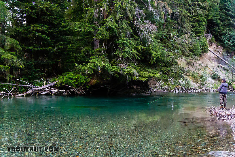  From the South Fork Sauk River in Washington.