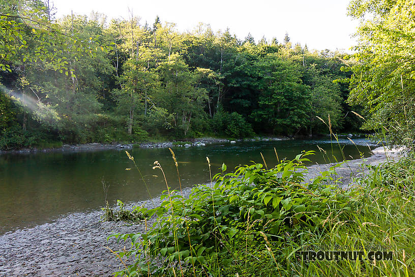  From the North Fork Stillaguamish River in Washington.