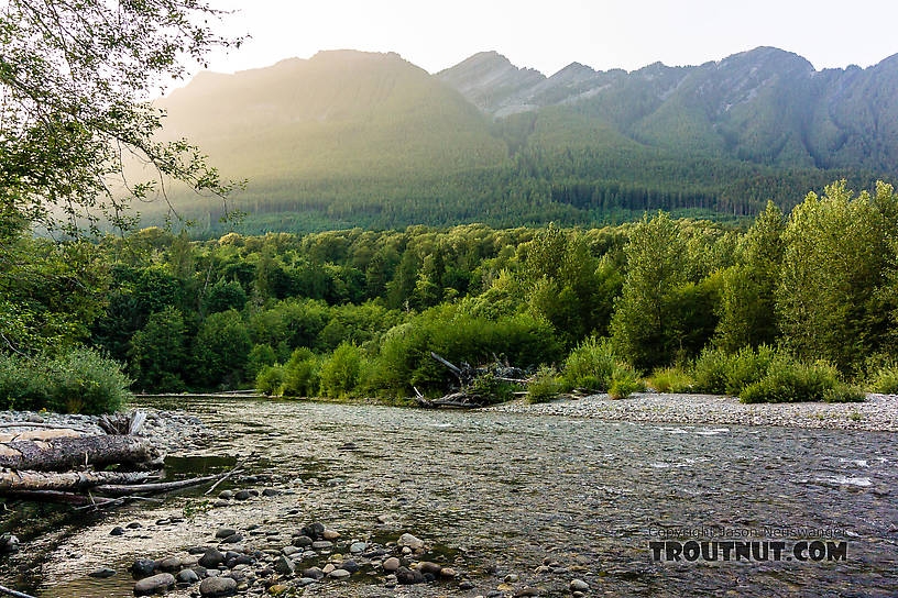  From the North Fork Stillaguamish River in Washington.