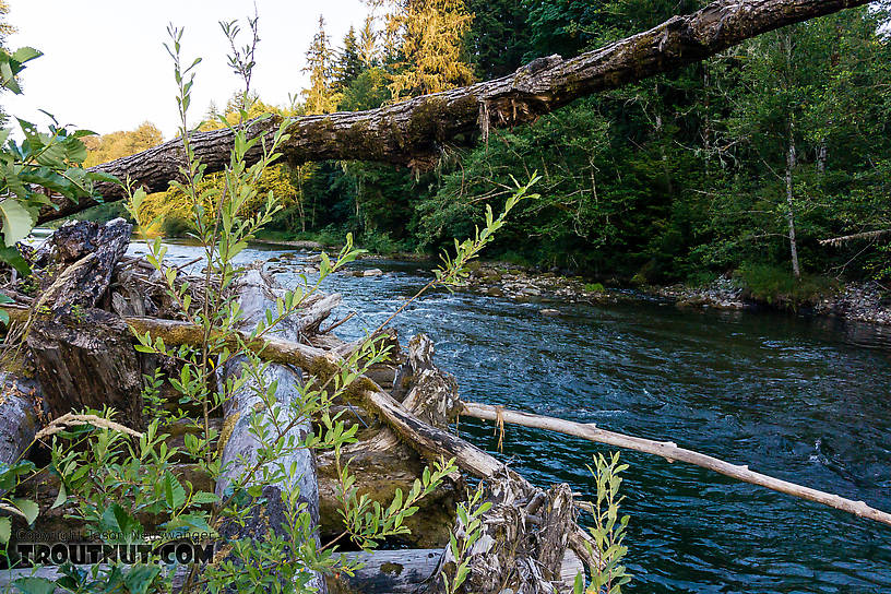  From the North Fork Stillaguamish River in Washington.