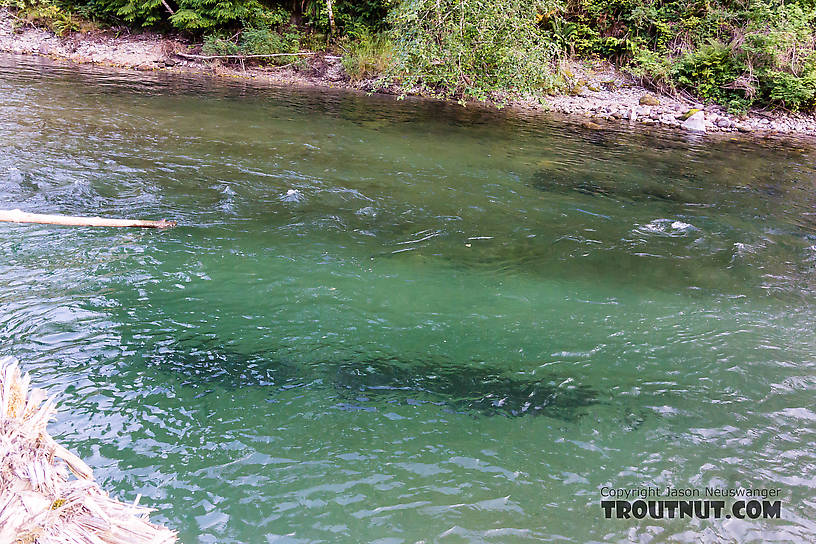  From the North Fork Stillaguamish River in Washington.