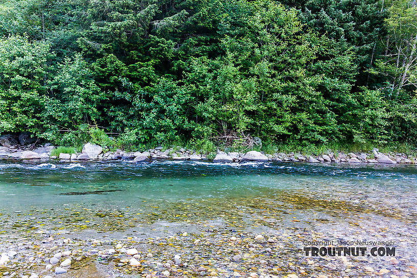  From the North Fork Stillaguamish River in Washington.