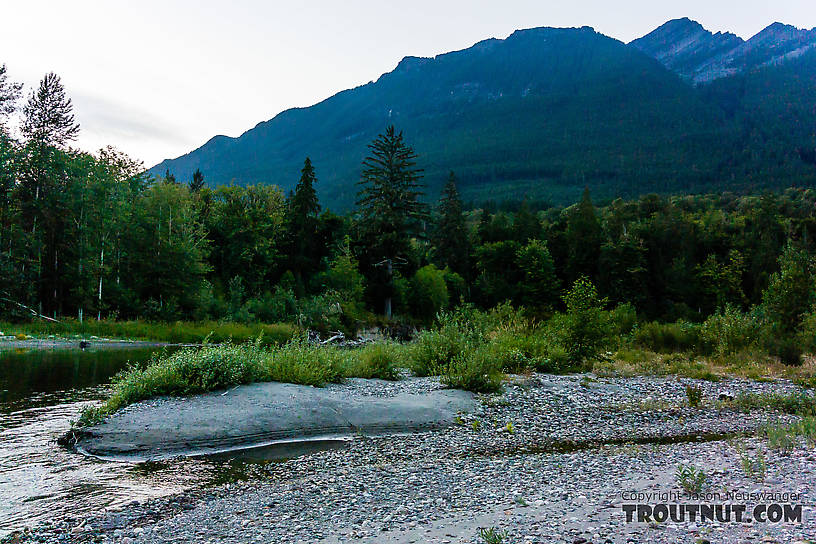  From the North Fork Stillaguamish River in Washington.