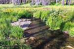 This pool held two pretty westslope cutthroats From Mystery Creek # 199 in Washington.