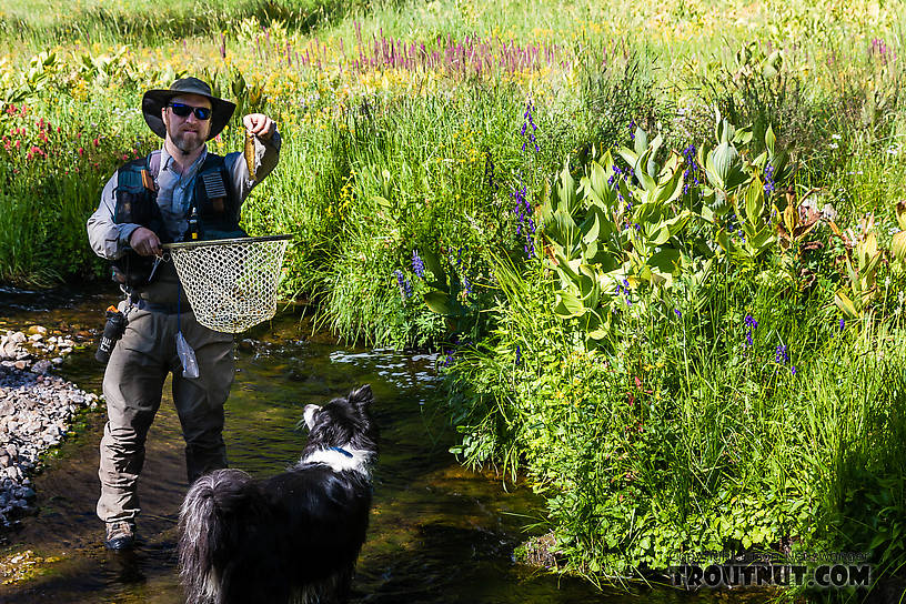 My first westslope cutthroat! From Mystery Creek # 199 in Washington.