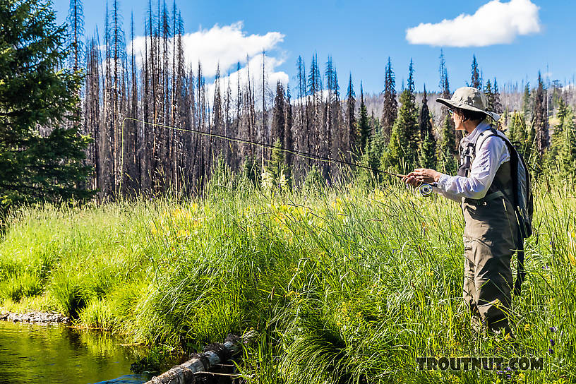 My wife Lena fishing a nice mountain meadow From Mystery Creek # 199 in Washington.