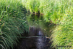 Small stream fly fishing at its finest From Mystery Creek # 199 in Washington.