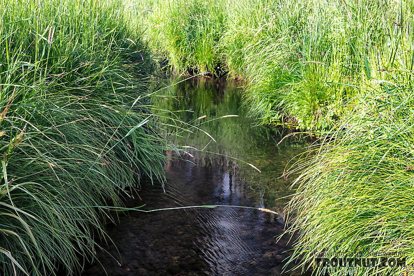 Small stream fly fishing at its finest From Mystery Creek # 199 in Washington.