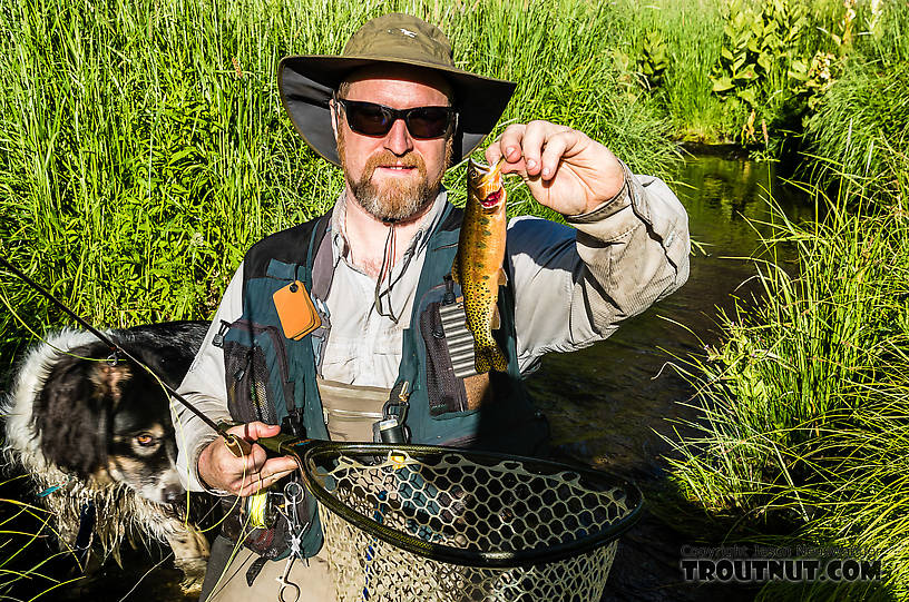 My biggest fish of the day, a beautiful westslope cutthroat trout. From Mystery Creek # 199 in Washington.