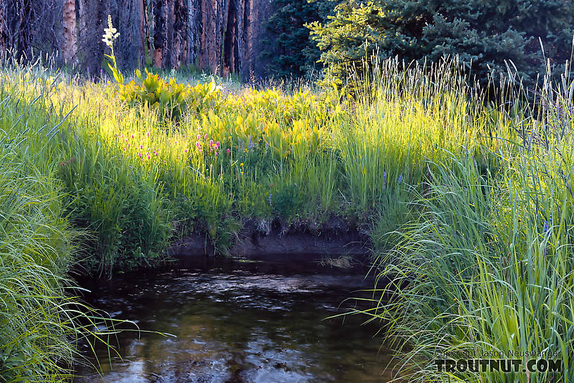  From Mystery Creek # 199 in Washington.