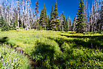 This is actually the creek we fished Saturday, far up in the headwaters (like the last half mile) where I doubt even the little Cutthroats roam. We passed it on our way to a hike before driving elsewhere to fish Sunday. From Mystery Creek # 199 in Washington.