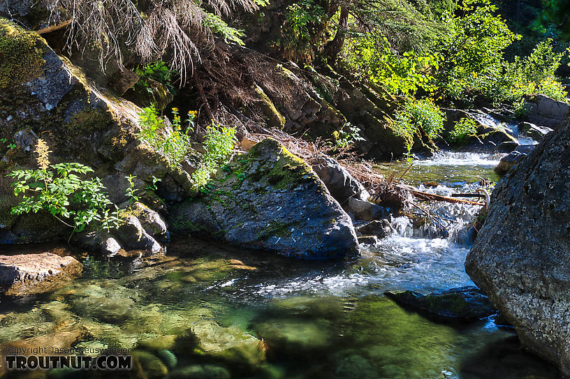  From Mystery Creek # 200 in Washington.