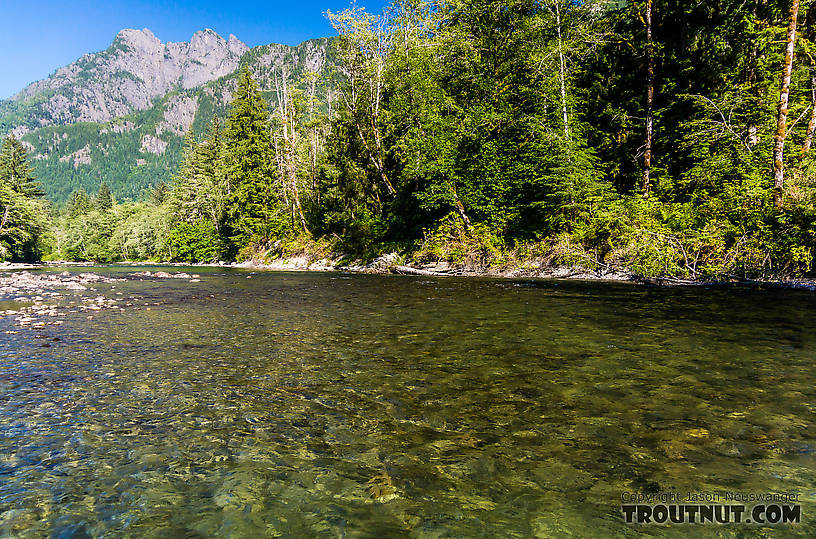  From the Middle Fork Snoqualmie River in Washington.