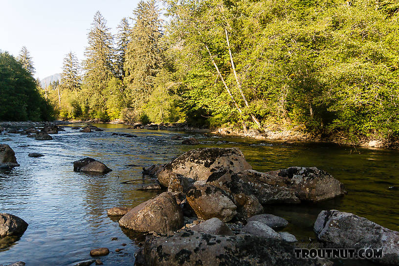  From the Middle Fork Snoqualmie River in Washington.