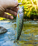  From the Middle Fork Snoqualmie River in Washington.