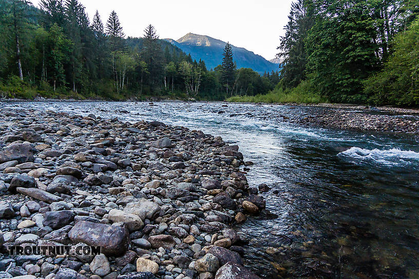  From the Middle Fork Snoqualmie River in Washington.