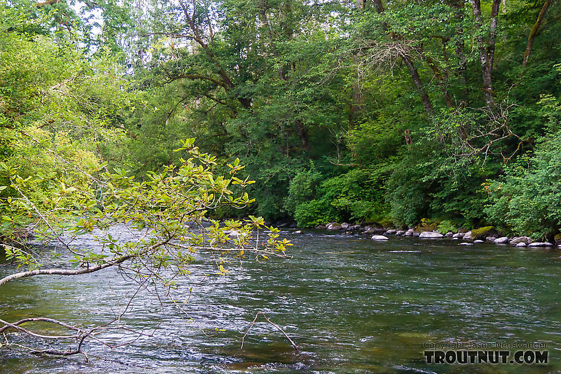  From the Cedar River in Washington.