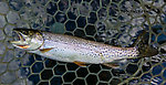 Coastal cutthroat From the Cedar River in Washington.