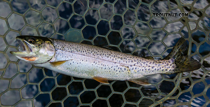 Coastal cutthroat From the Cedar River in Washington.