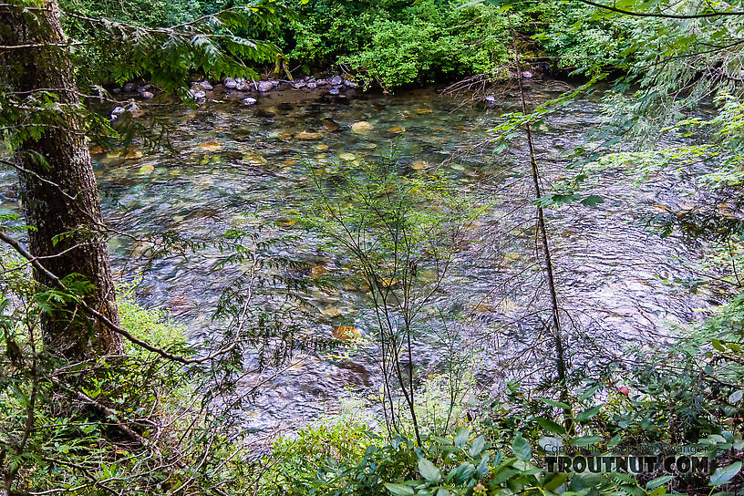  From the Cedar River in Washington.