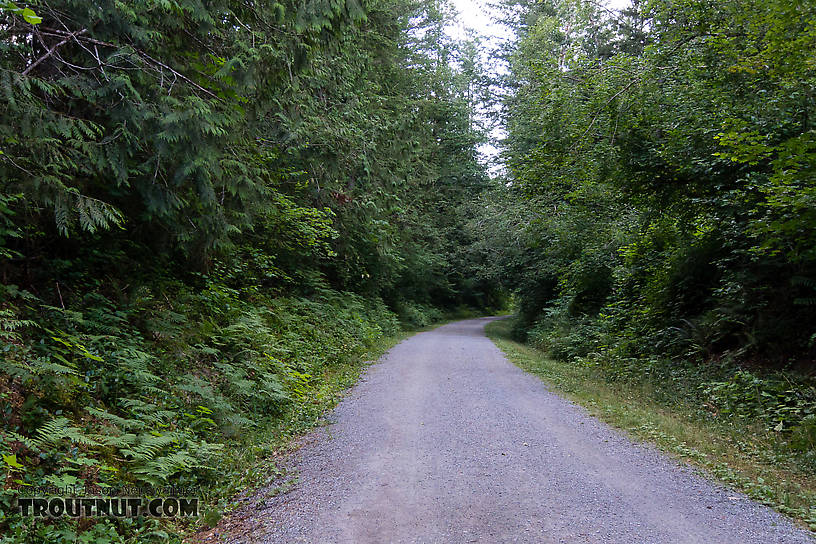 Cedar River Trail -- easiest access I've ever had to a non-roads From the Cedar River in Washington.