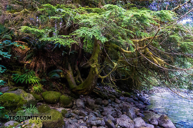  From the Cedar River in Washington.