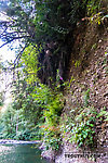 Giant tree rootwad overhanging the river with huge boulders dang From the Cedar River in Washington.