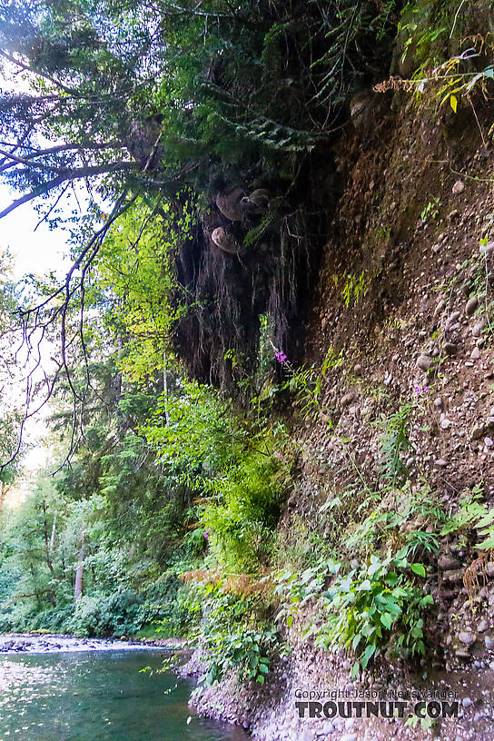 Giant tree rootwad overhanging the river with huge boulders dang From the Cedar River in Washington.