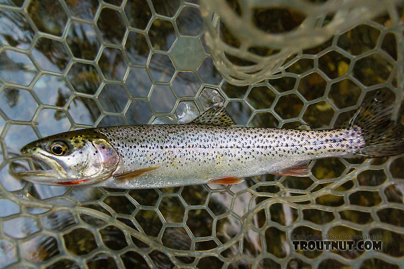  From the Cedar River in Washington.