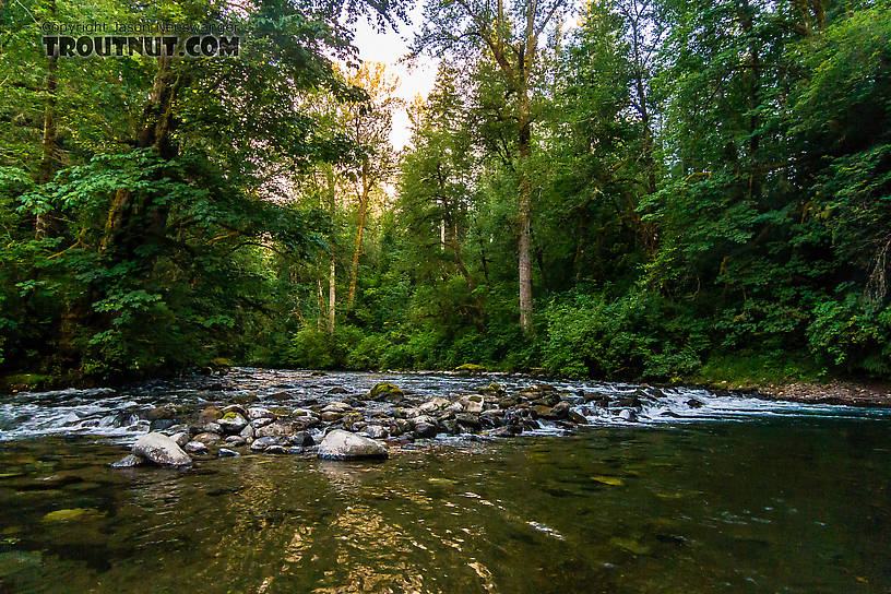  From the Cedar River in Washington.