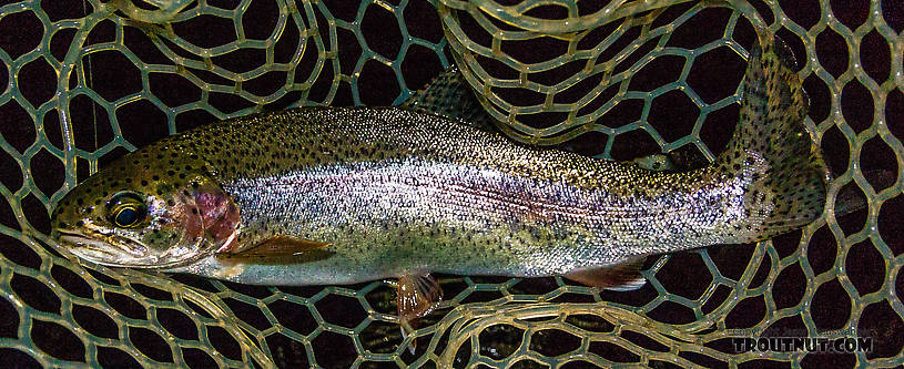 It's not all cutthroat -- here's a little 13" rainbow in the net From the Cedar River in Washington.