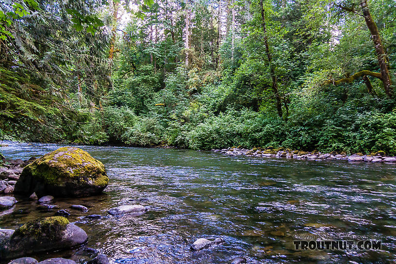  From the Cedar River in Washington.