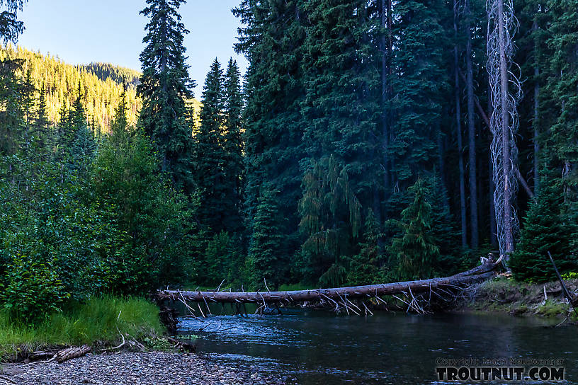  From the American River in Washington.