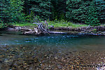  From the American River in Washington.