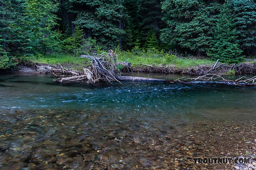  From the American River in Washington.