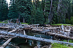  From the American River in Washington.