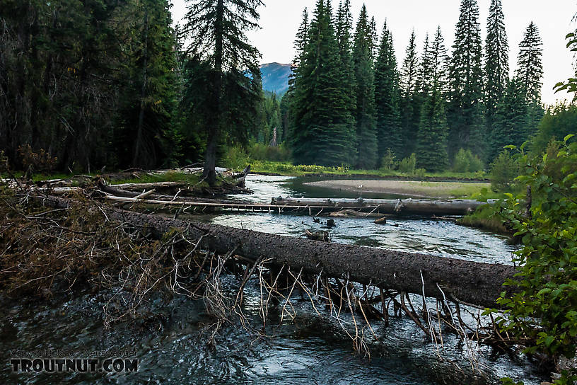  From the American River in Washington.