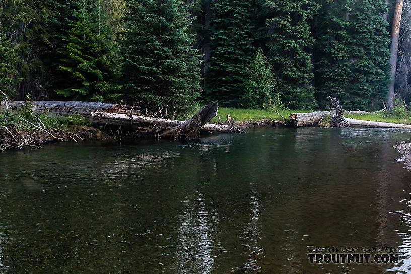 After an hour or more of getting skunked in beautiful water, I finally found a decent rising trout and got it to hit in this pool. Naturally, I had tied a knot poorly and it broke off on the hookset. From the American River in Washington.