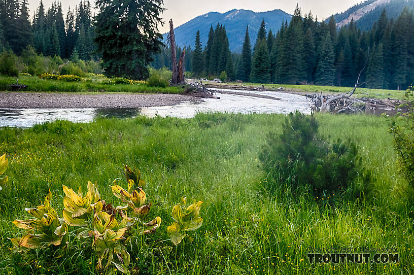  From the American River in Washington.