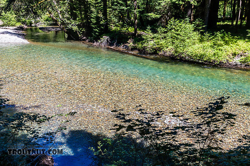  From the Ohanopecosh River in Washington.