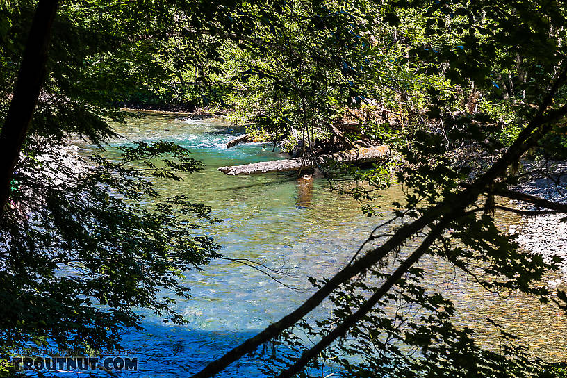  From the Ohanopecosh River in Washington.