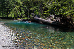  From the Ohanopecosh River in Washington.