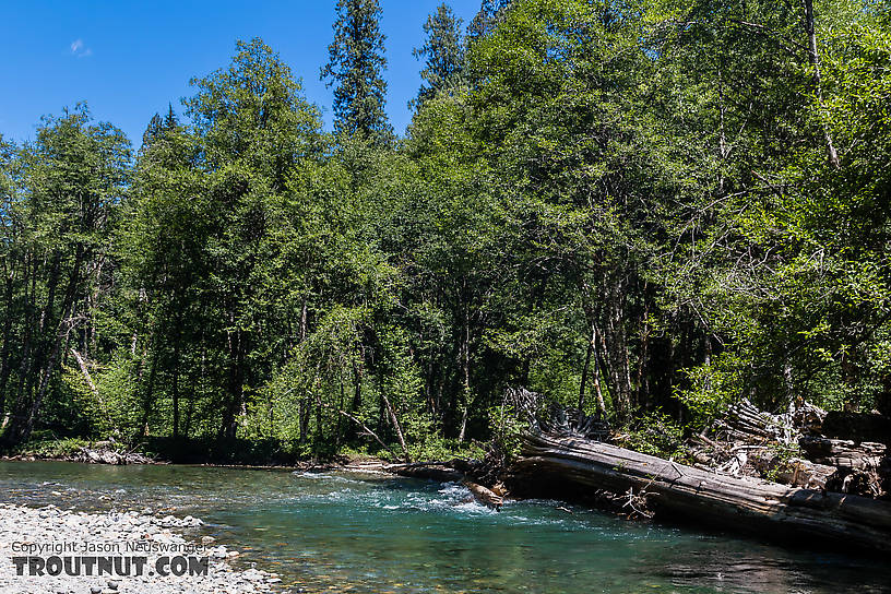  From the Ohanopecosh River in Washington.