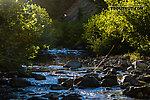 Thick swarm of midges over the creek From Mystery Creek # 200 in Washington.