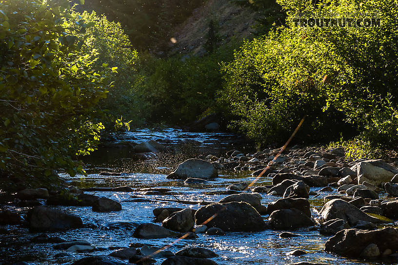 Thick swarm of midges over the creek From Mystery Creek # 200 in Washington.