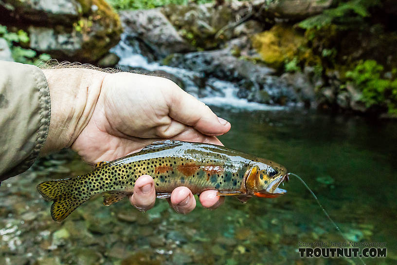 My biggest fish from this tiny creek so far From Mystery Creek # 200 in Washington.