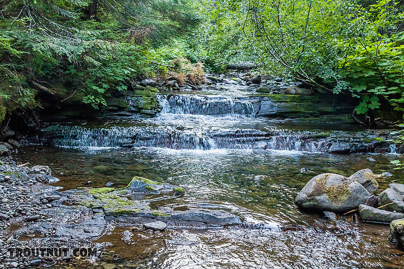  From Mystery Creek # 200 in Washington.