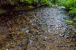 The whole stream fanning out half an inch deep across shallow be From Mystery Creek # 200 in Washington.