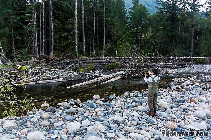  From the South Fork Snoqualmie River in Washington.