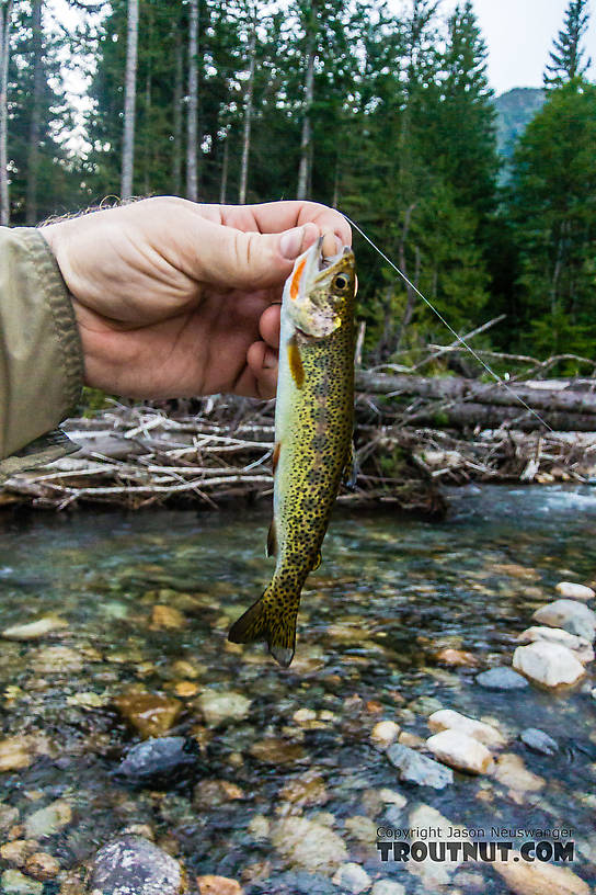 Pretty little coastal cutthroat From the South Fork Snoqualmie River in Washington.